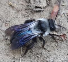 Andrena danuvia