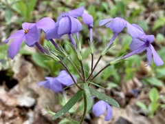 Phlox stolonifera