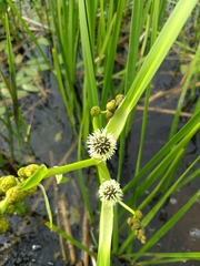Sparganium eurycarpum