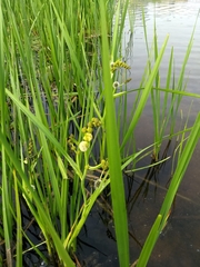 Sparganium eurycarpum