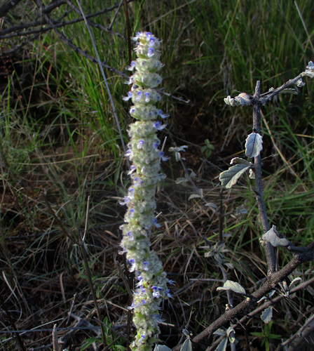 Coleus cylindraceus image