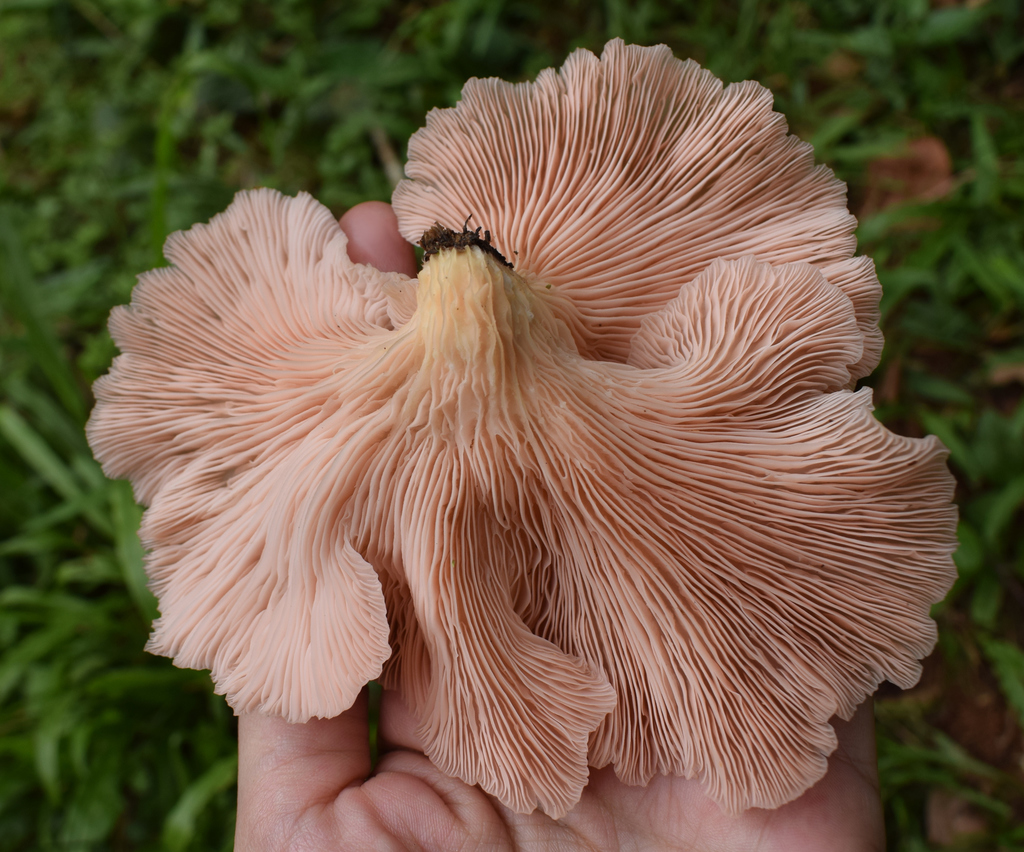 Pleurotus djamor · April 2022 · photo: © caja-manga (iNaturalist, cc-by)