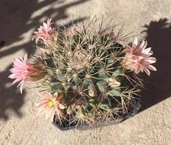 Mammillaria