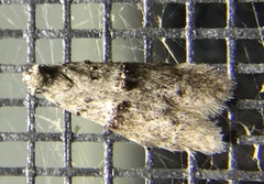 Wockia asperipunctella