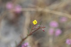 Camissonia strigulosa