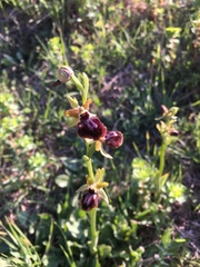 Ophrys sphegodes passionis