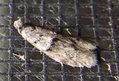 Wockia asperipunctella