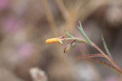 Camissonia strigulosa