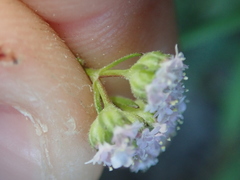 Valerianella coronata