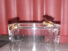 Apis cerana