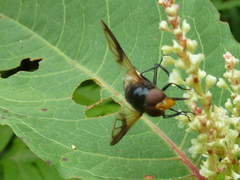 Volucella