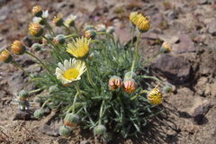 Erigeron poliospermus