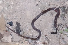 Coniophanes meridanus
