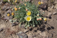 Erigeron poliospermus
