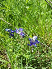 Lupinus texensis