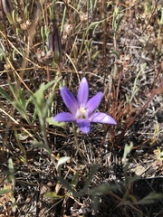 Brodiaea terrestris terrestris