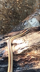 Lygophis lineatus