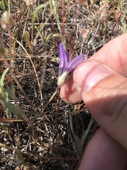 Brodiaea terrestris terrestris