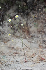 Malacothrix floccifera