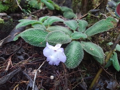Centrosolenia hirsuta