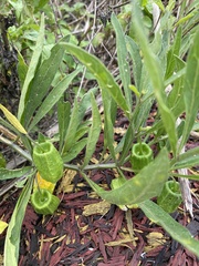 Physalis angustifolia
