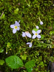 Houstonia serpyllifolia