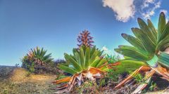 Alcantarea imperialis