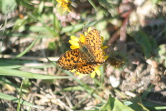 Boloria dia