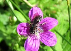 Lasioglossum leucozonium