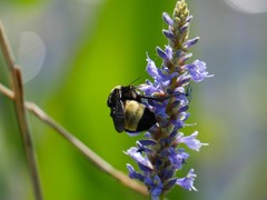 Bombus pensylvanicus image