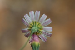 Malacothrix floccifera