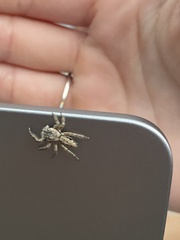 Platycryptus undatus