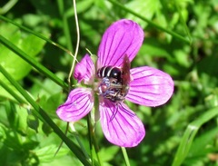 Lasioglossum leucozonium