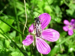 Lasioglossum leucozonium
