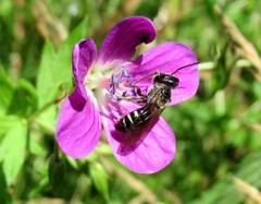 Lasioglossum leucozonium