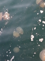 Rhizostoma
