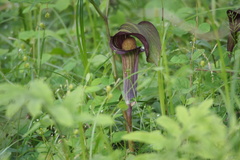 Arisaema