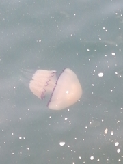 Rhizostoma