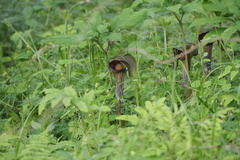 Arisaema