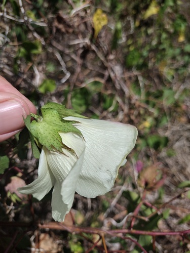 Gossypium hirsutum