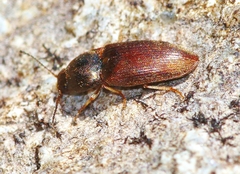 Hypnoidus abbreviatus