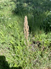 Poa arachnifera
