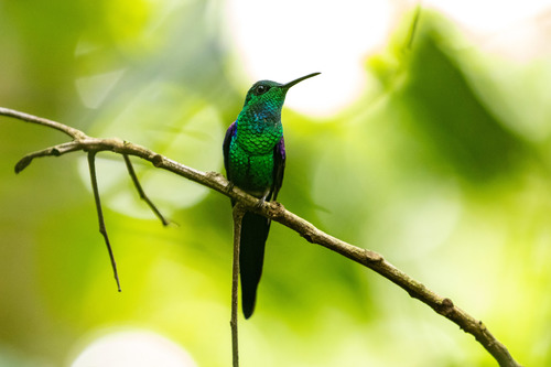 Long-tailed Woodnymph
