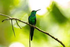 Thalurania watertonii