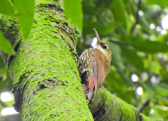 Lepidocolaptes falcinellus