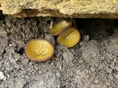 Elaiopezia waltersii