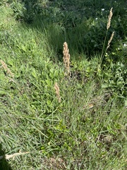 Poa arachnifera