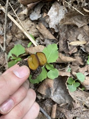 Elaiopezia waltersii