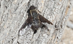 Hemipenthes morioides