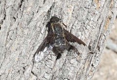 Hemipenthes morioides